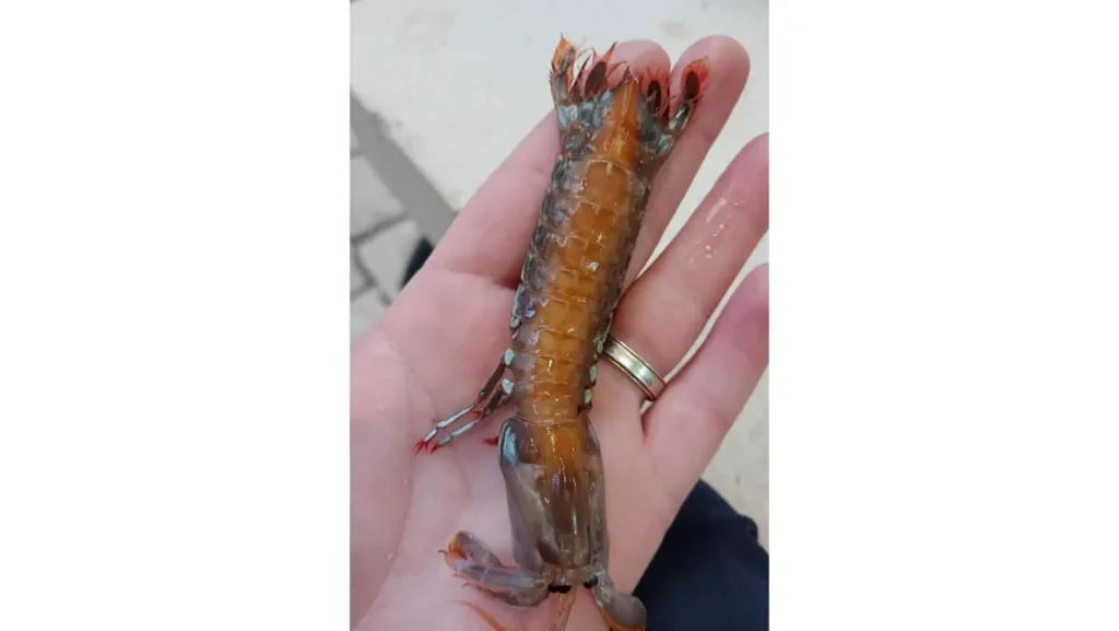 Split Fish Market Reveals Unusual Mantis Shrimp Never-Before-Seen