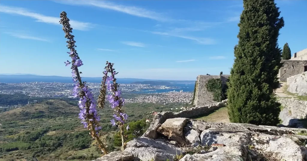 Plants of Klis Fortress