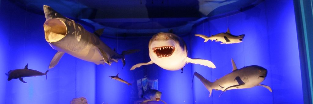 Sharks at the Natural History Museum Rijeka