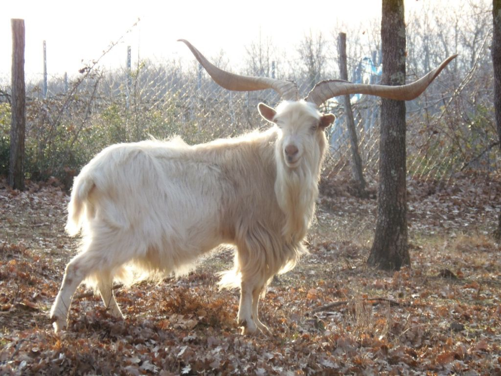 Ovce-koze.hr