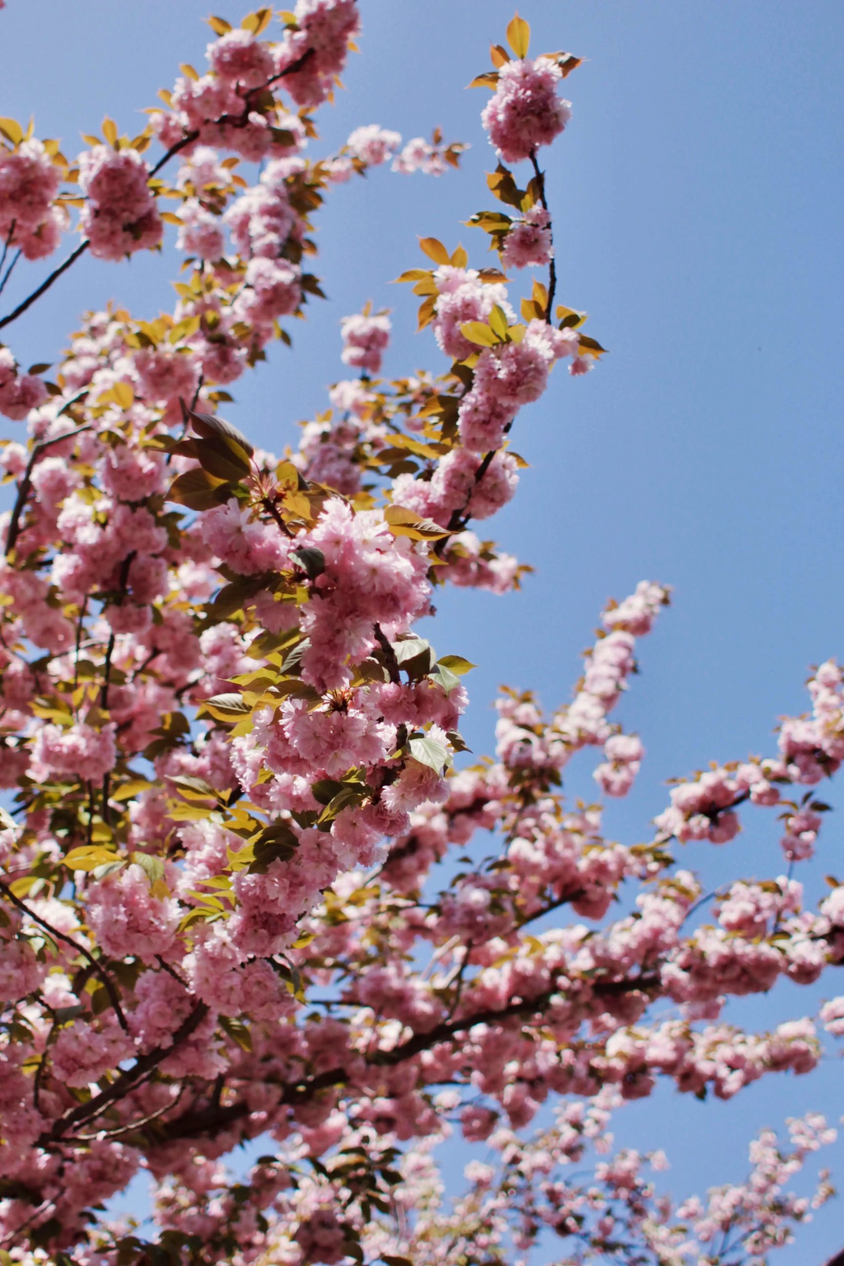 _MG_9645-zagreb-in-spring.jpeg