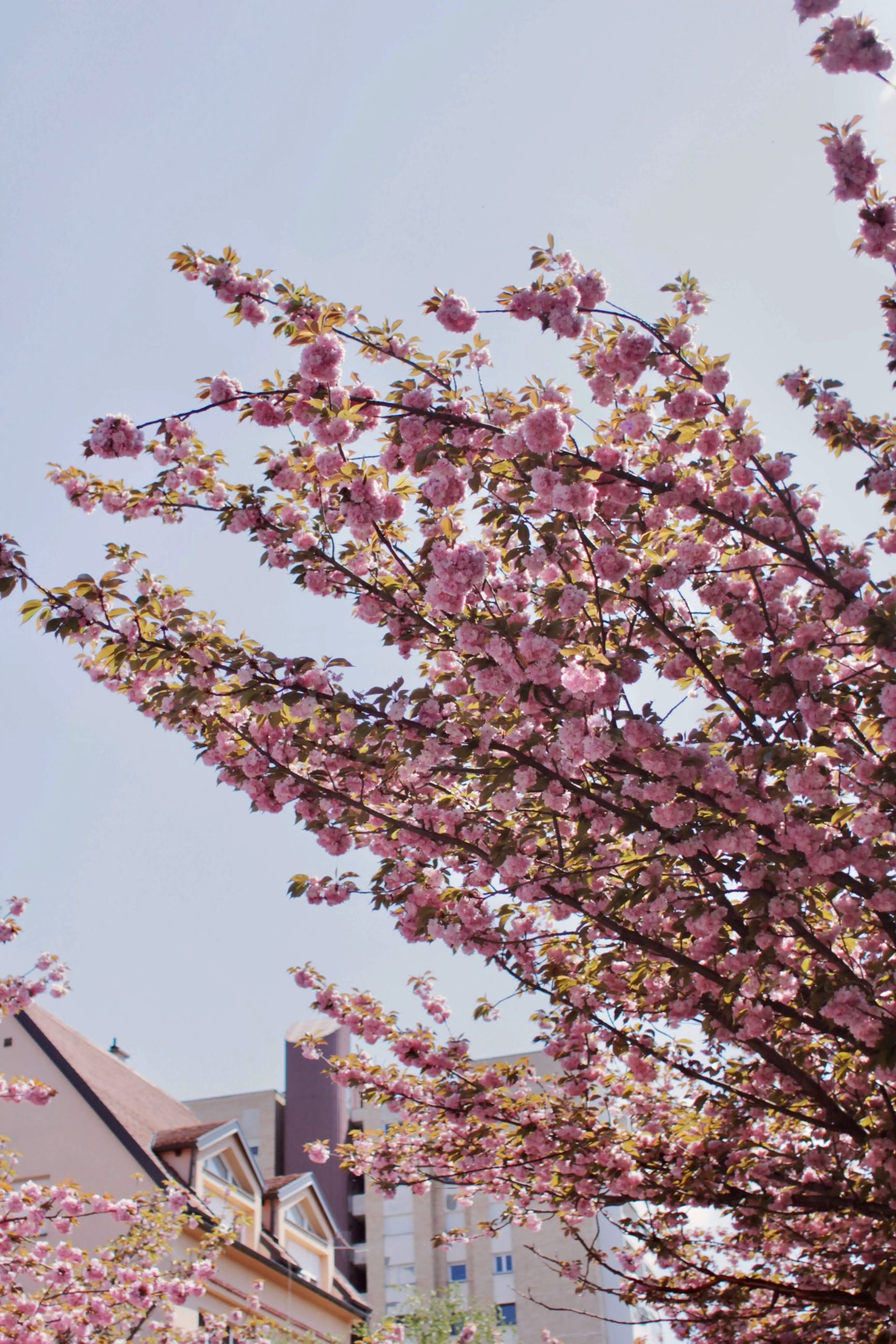 _MG_9659-zagreb-in-spring.jpeg