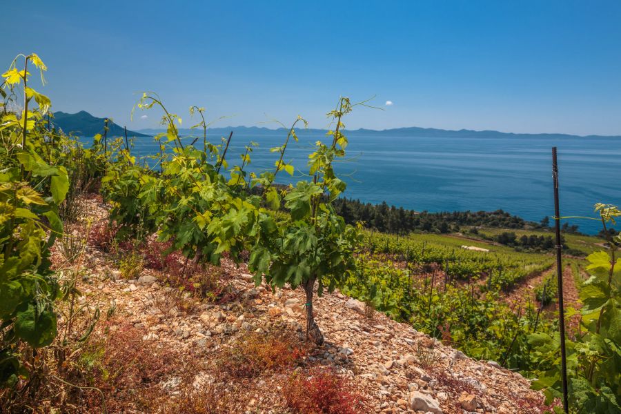 Peljesac Peninsula Vineyards