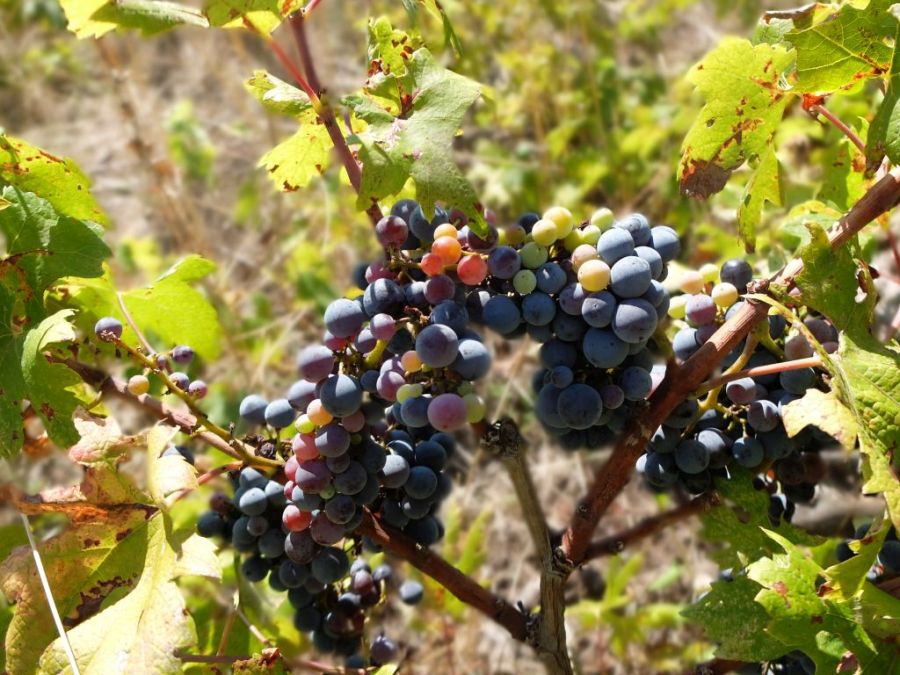 Plavac Mali Grapes