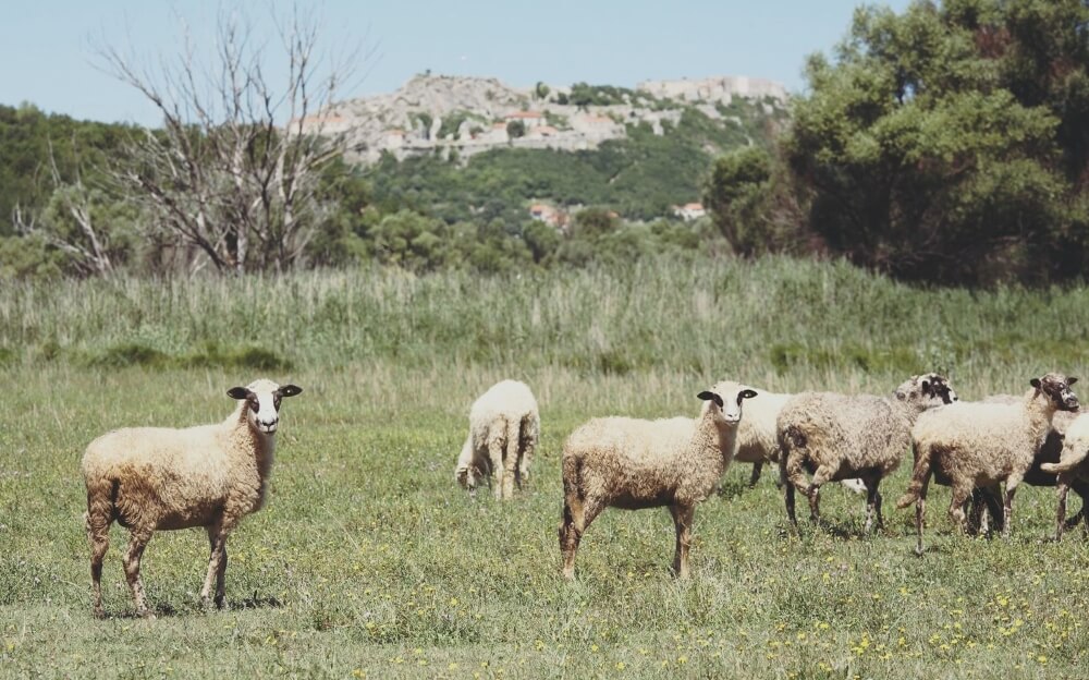 Sheep grazing under the city