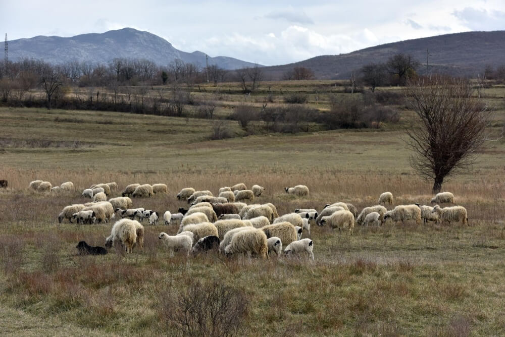 Sheep grazing in Kosovo near Knin