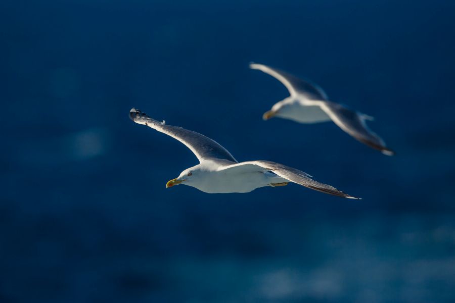 Seagull in Croatia
