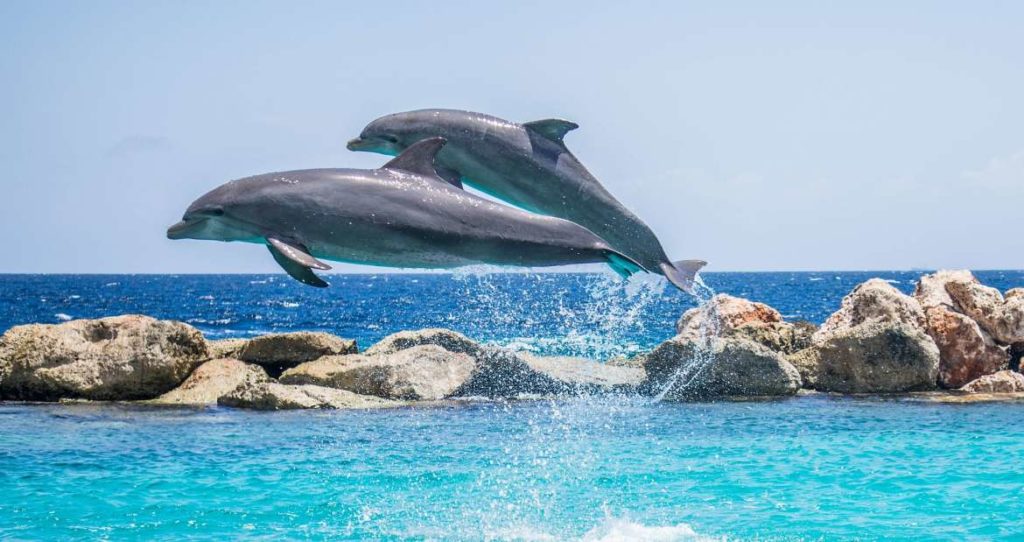 Dolphins, a common sight in the Adriatic off Croatia.