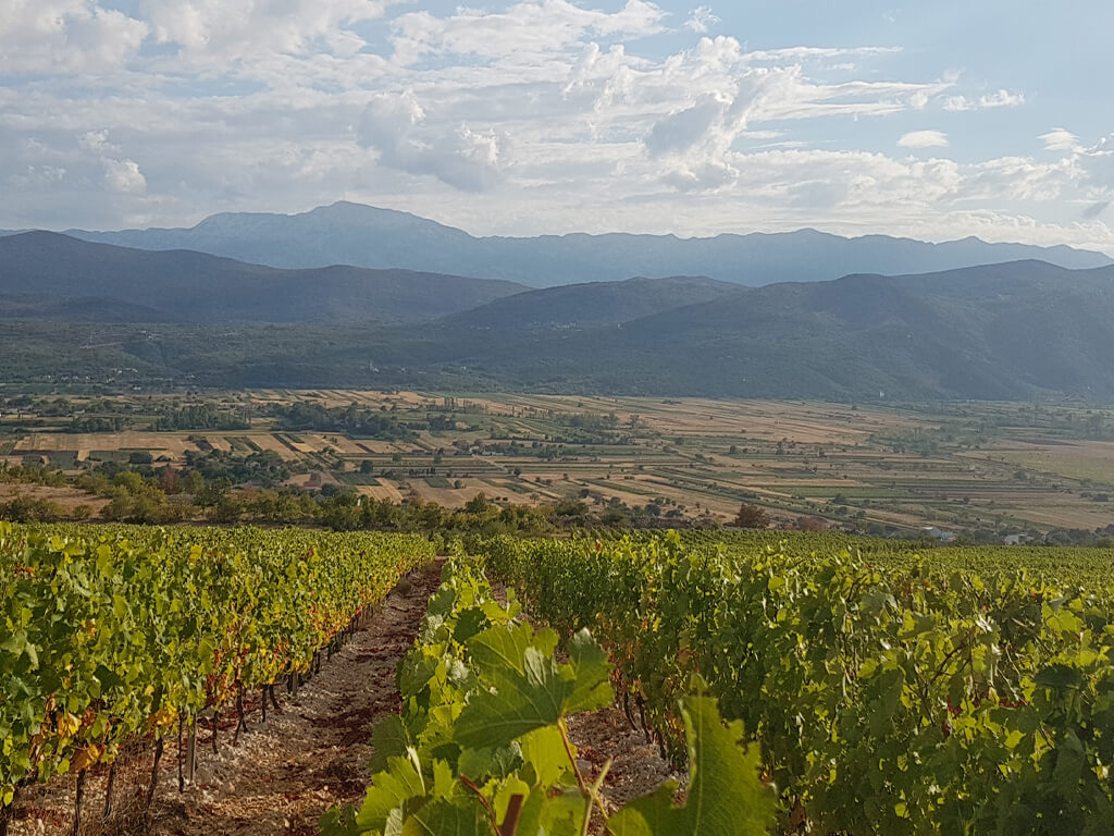 Vineyards in Imotski, the city has unique wines