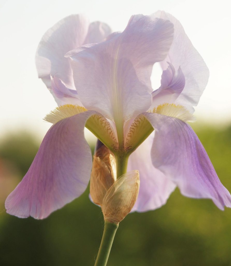 Adriatic Iris, a resident of Kotišina Botanical Garden, Biokovo Nature Park.