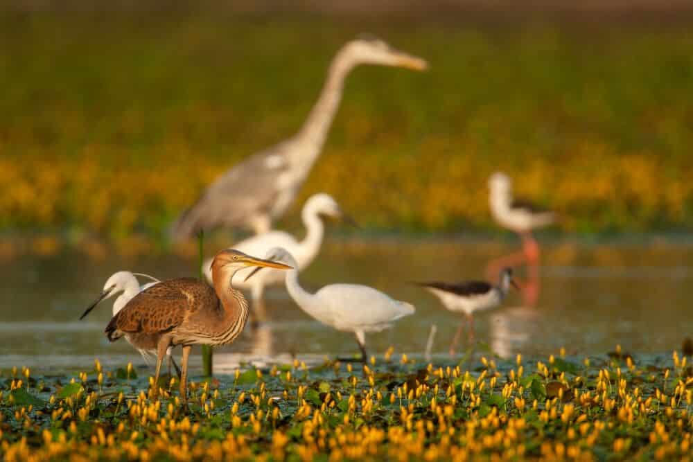 different species of birds sharing the wetlands of Kopački rit