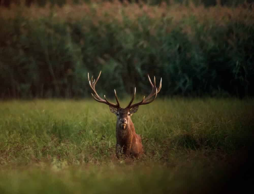 A mature Red deer male in Kopački rit 