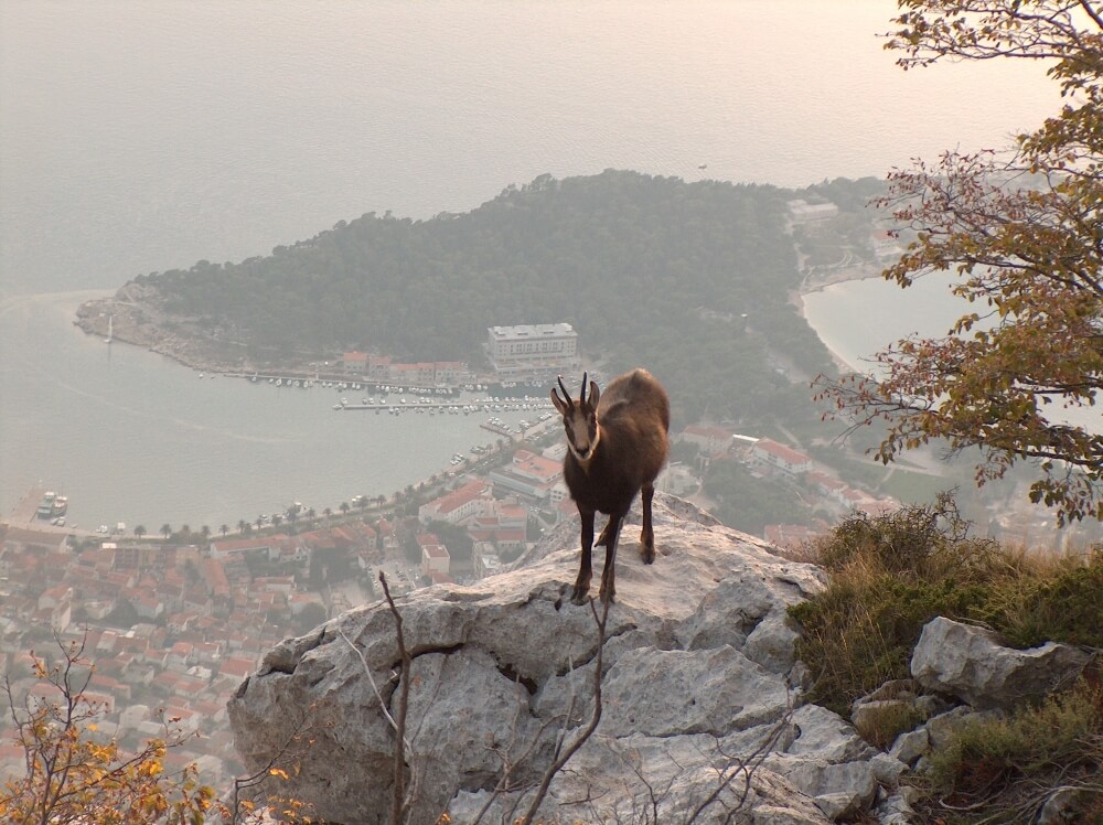 Goat view of Makarska from Biokovo
