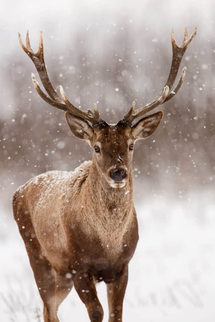 Red deer in winter in Kopački rit © Mario Romulić.