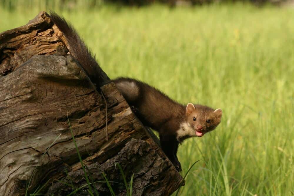 A marten in Kopački rit © Mario Romulić.