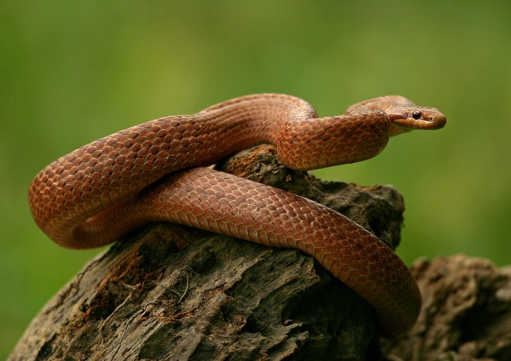 One of several species of snake you can see in Kopački rit © Mario Romulić.