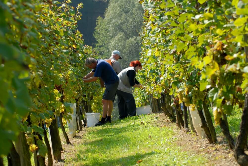 Tending to the vines in Baranja