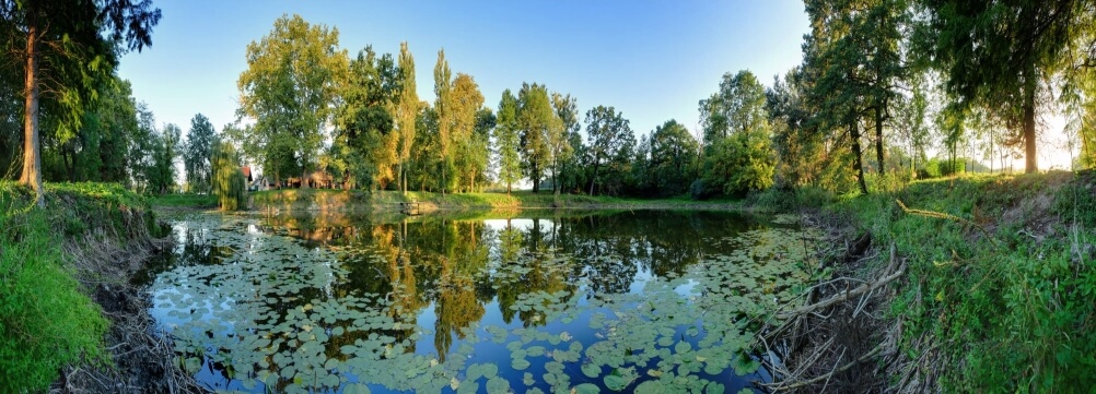 Lily-rich waters in a Baranja landscape