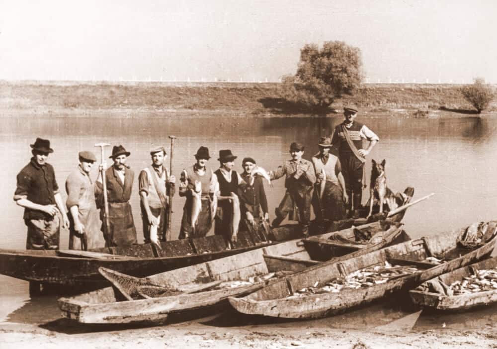 Boats full of fish in Kopačevo 