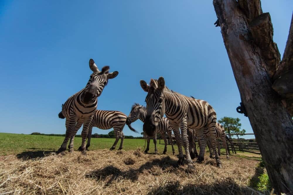 Zebra of Brijuni © Mario Romulić.