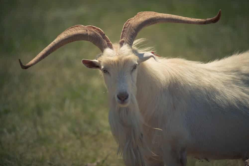 Animals of Brijuni © Mario Romulić.