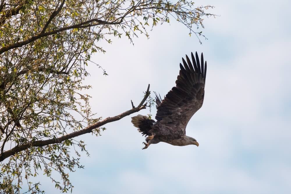 An eagle launches into flight at Kopački rit © Mario Romulić.