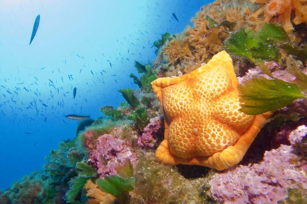 Underwater colours of Brijuni