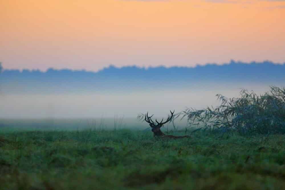 In the half light, a great set of antlers appear through the Kopački rit mist 