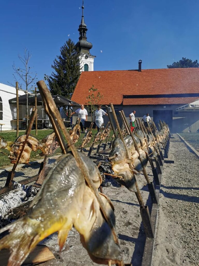 Šaran u rašljama. Butterflied carp, cooked over an open fire at the Kopačevo Fishermen's Days