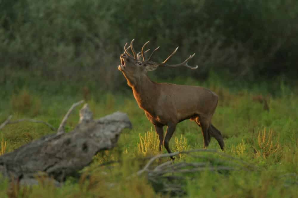 The Deer Rut season in Kopački rit