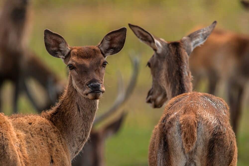 Deer in in Kopački rit