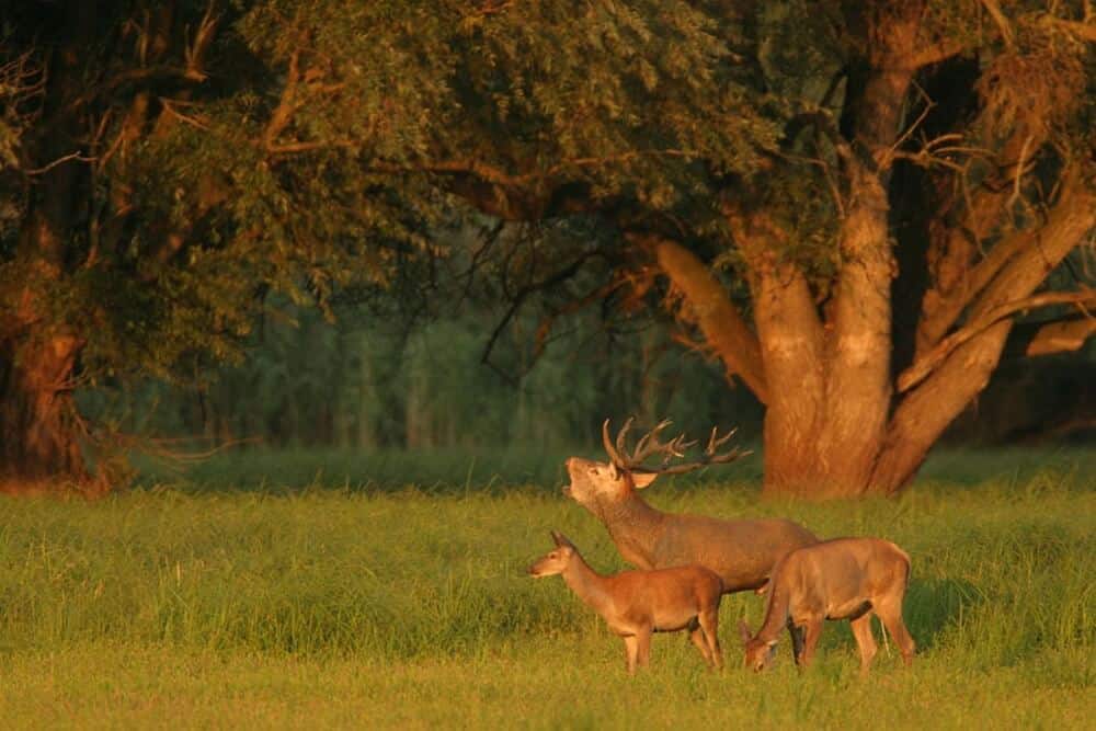 A gathering of Red deer in autumnal Kopački rit © TZZ Osijek-Baranja.