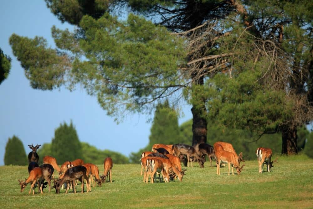 Deer in Brijuni National Park