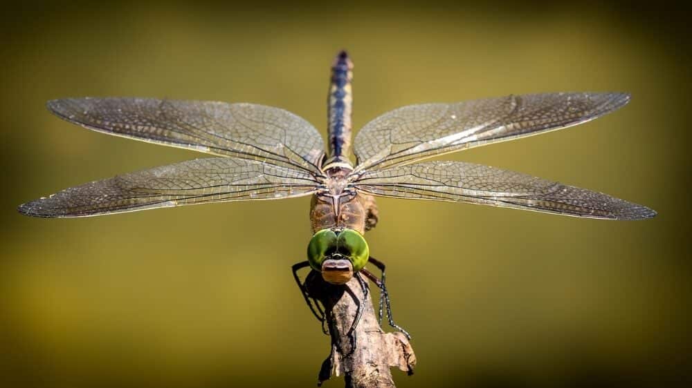 dragonfly