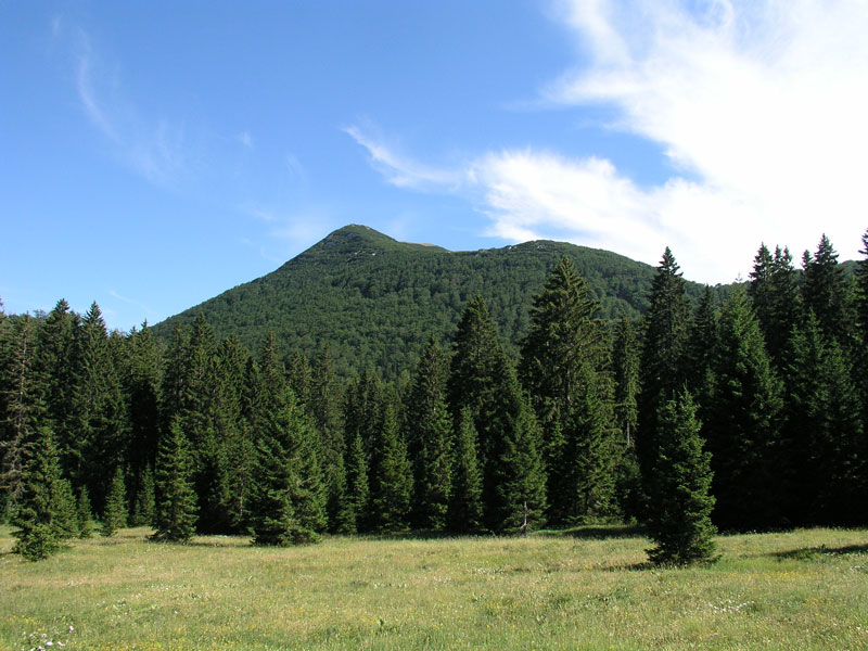 trees in Štirovača