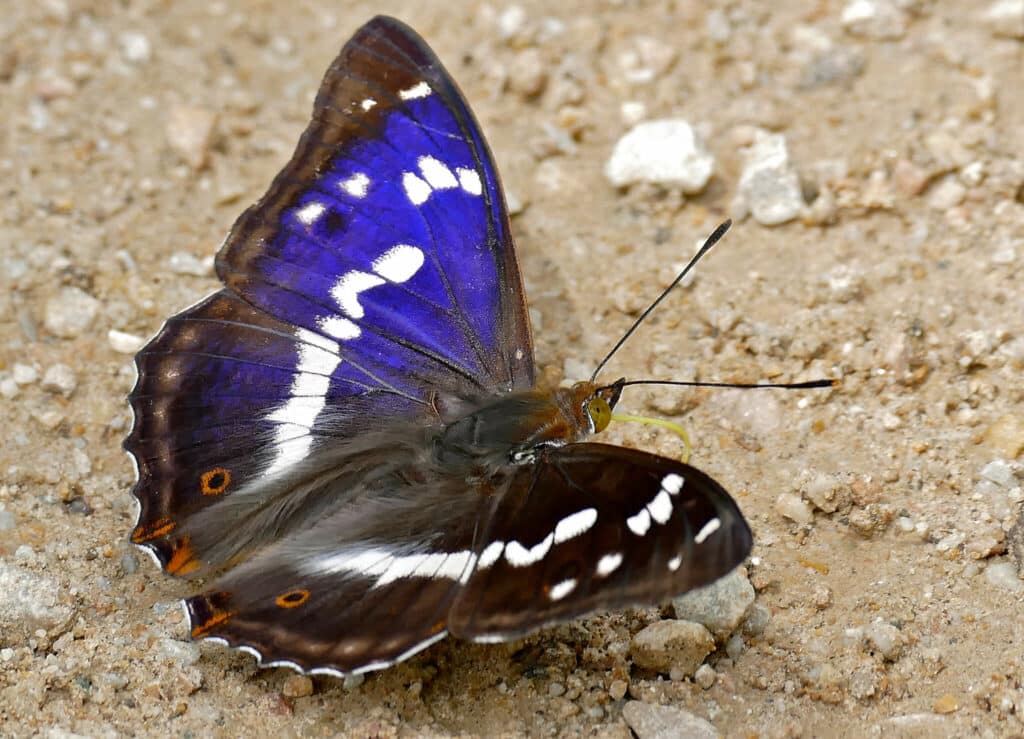 purple emperor (Apatura iris)