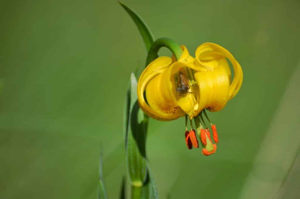 Bosnian Lilly (Lilium carniolicum ssp. bosniacum) © Paklenica National Park.