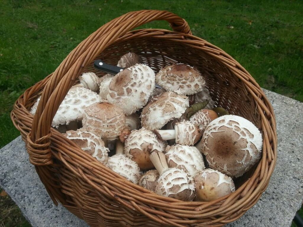parasol mushrooms in a basket