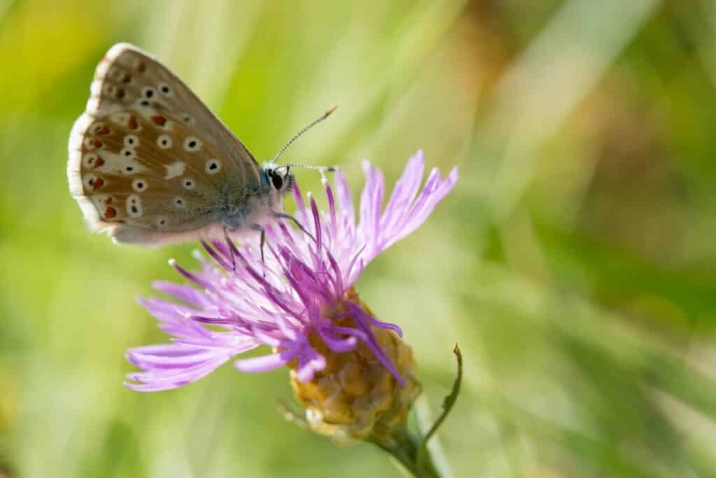 Living together, the flora and fauna of North Velebit National Park