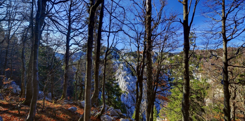 Winter through Northern Velebit trees