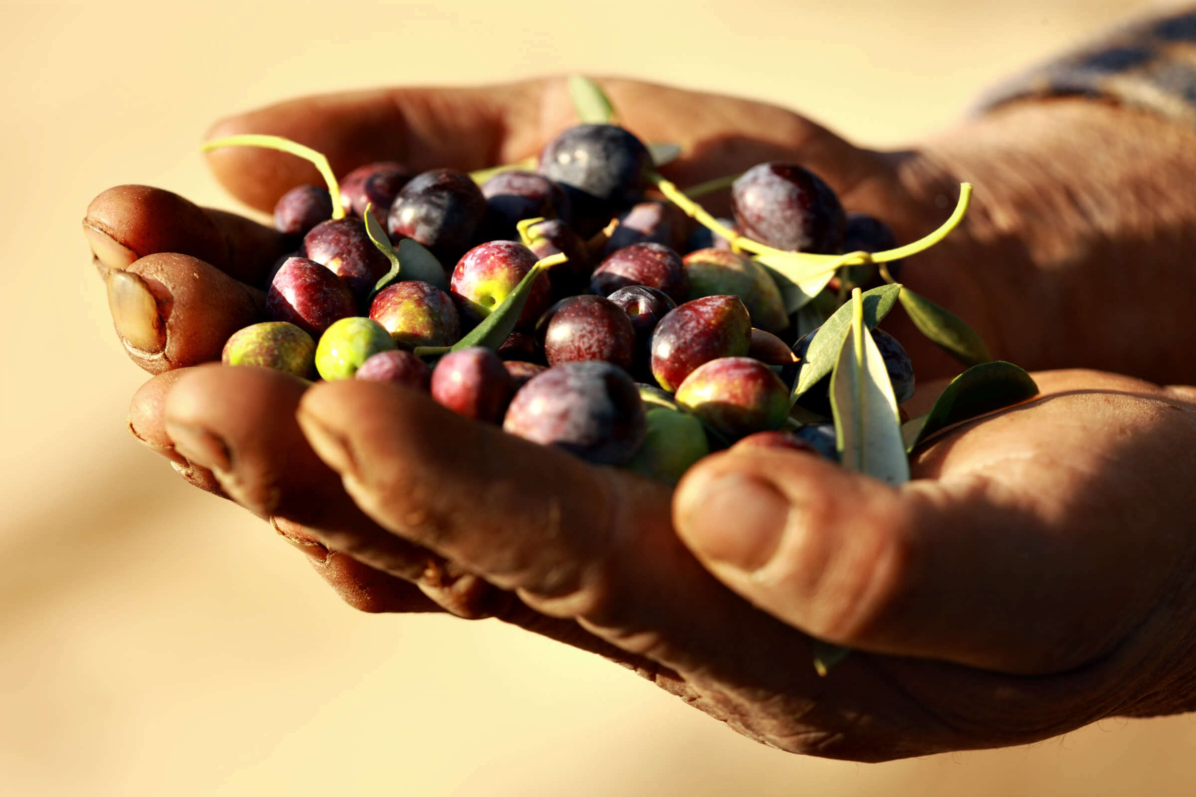 Croatia_Islands_Pag_Olives_0155_1.jpg