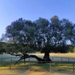brijuni-old-olive-tree-alena-spri