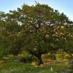 majkovski-giant-oak-photo-antun-kraljevi