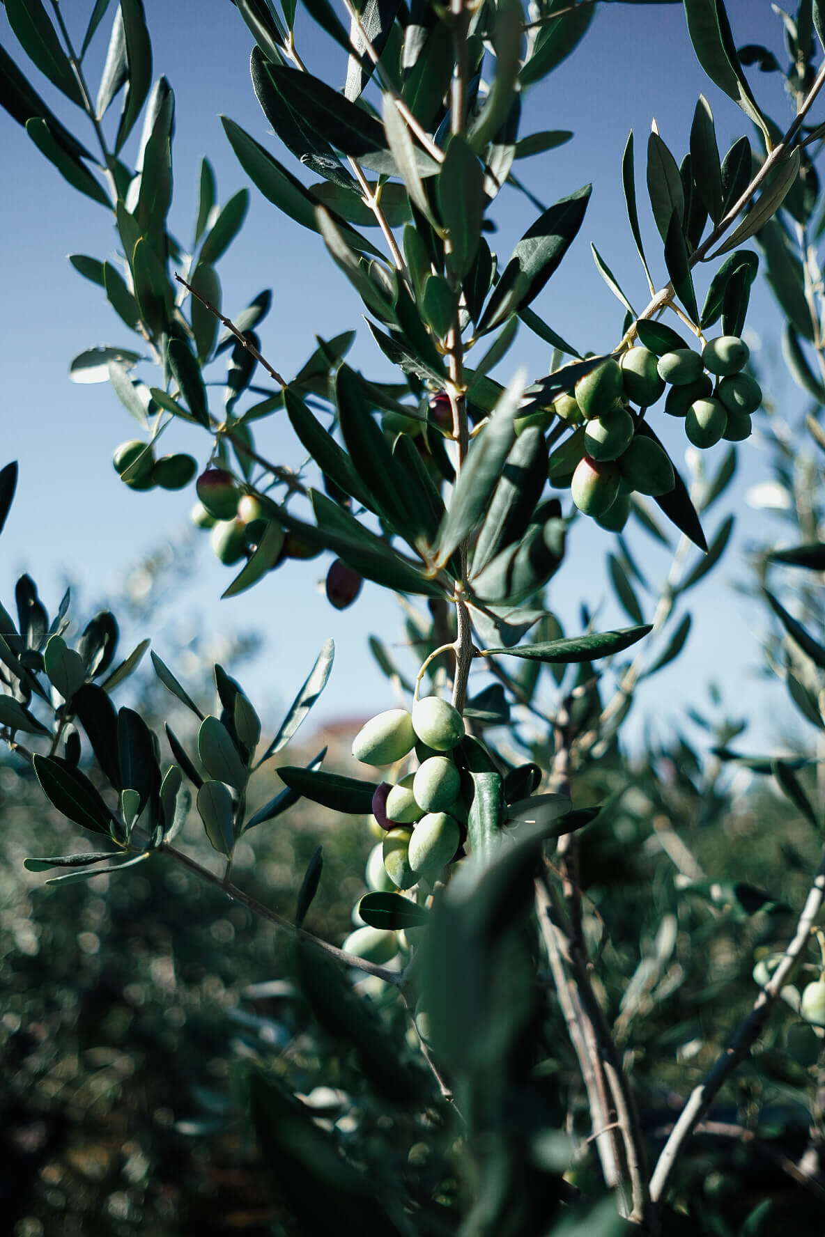 olive-picking-11.jpg
