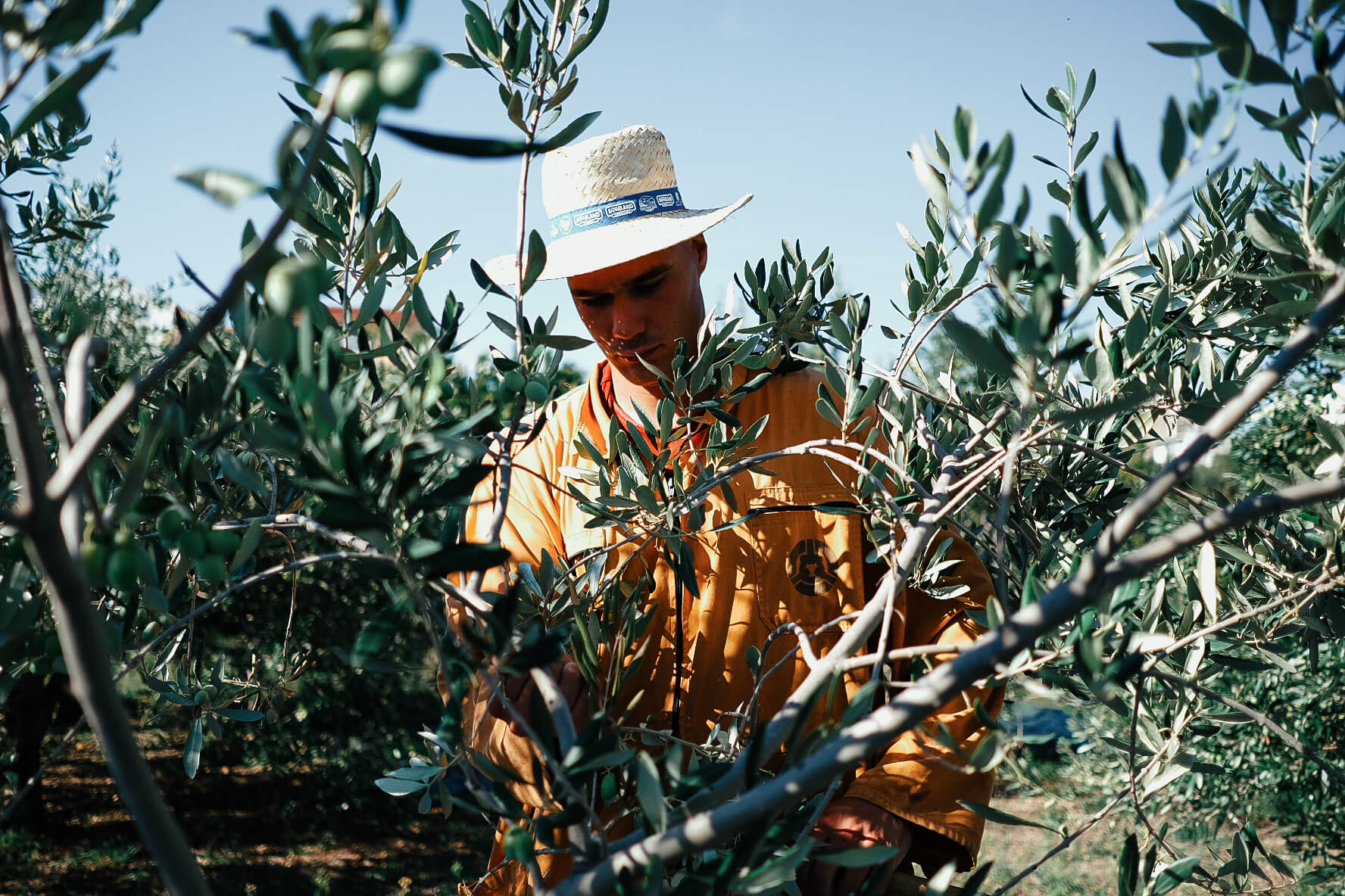 olive-picking-13.jpg