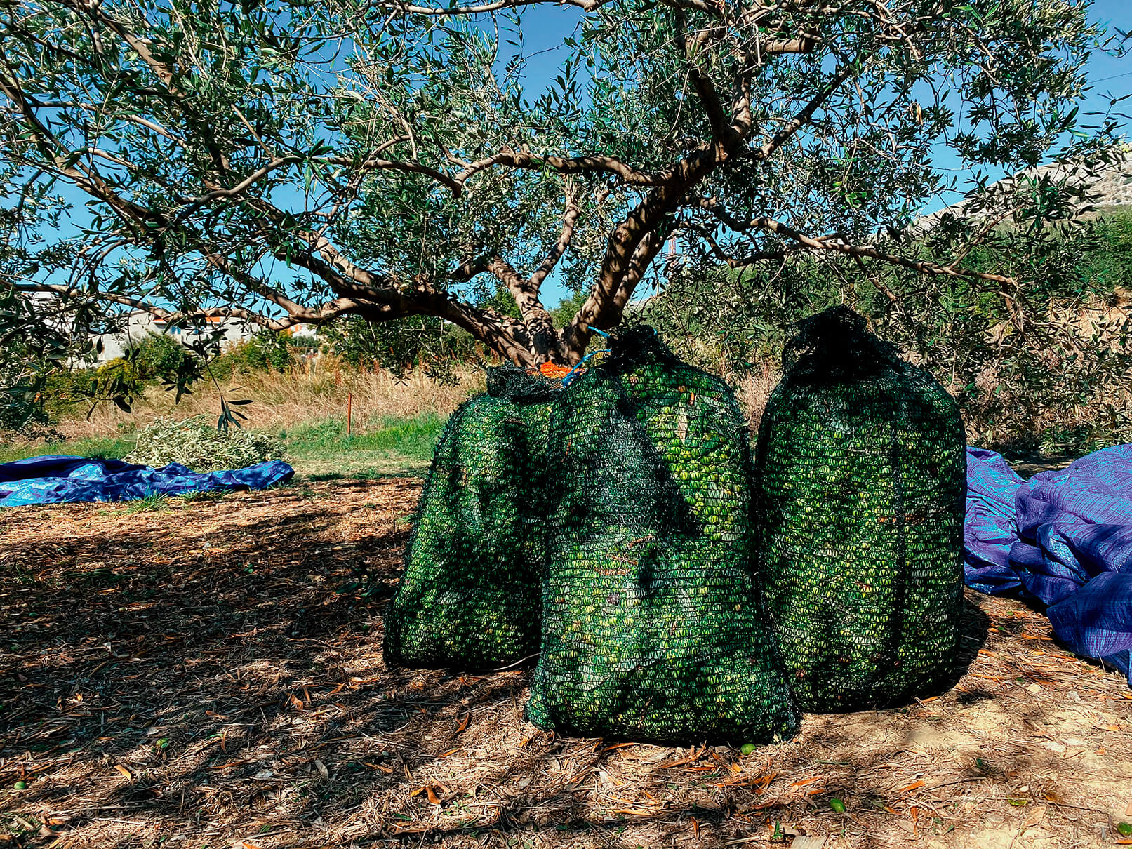olive-picking-15-5.jpg