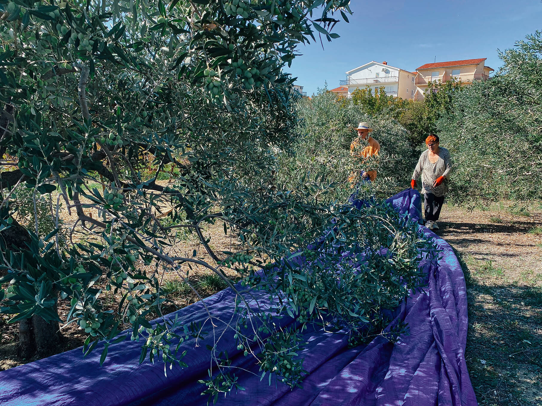 olive-picking-16-4.jpg