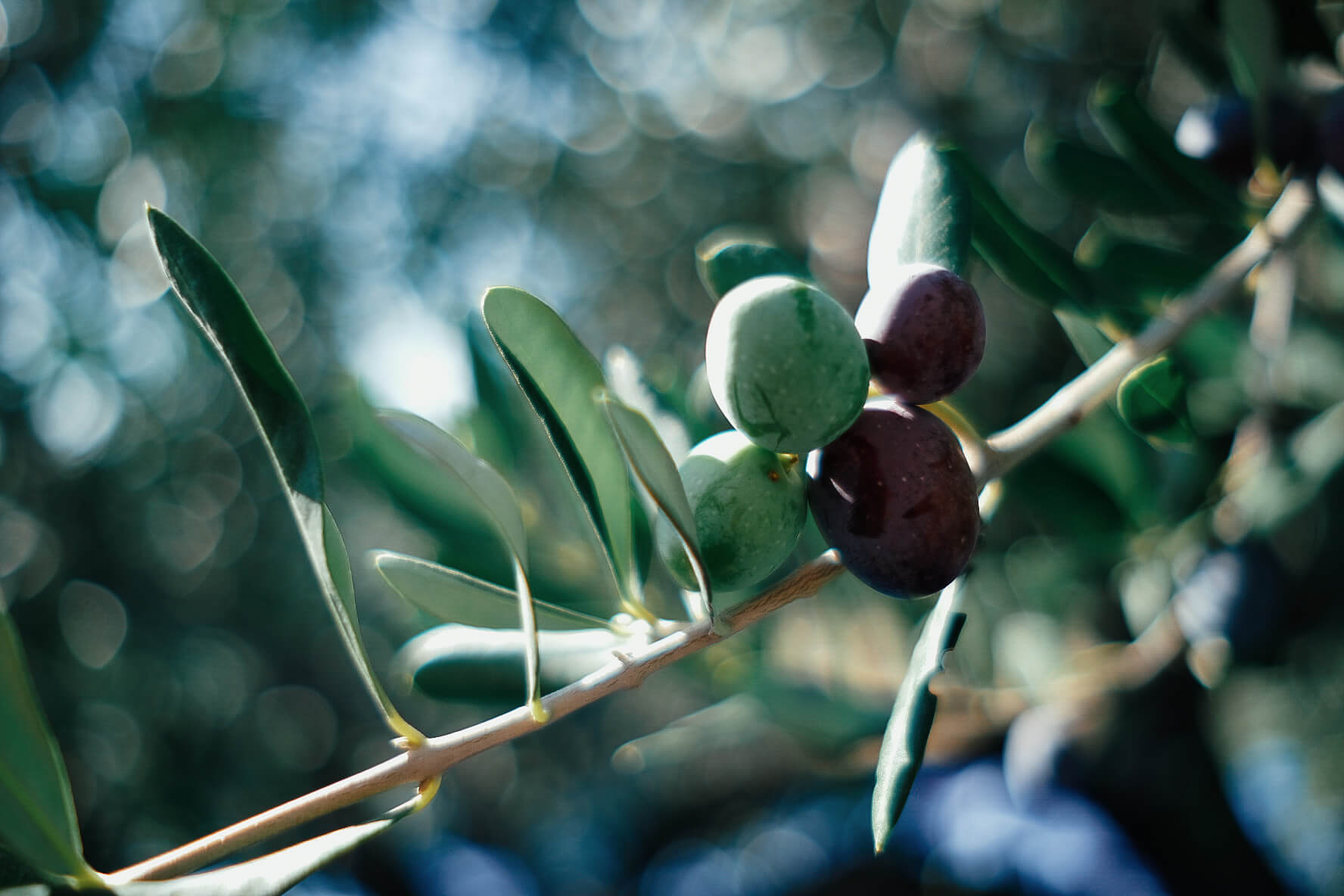 olive-picking-2.jpg