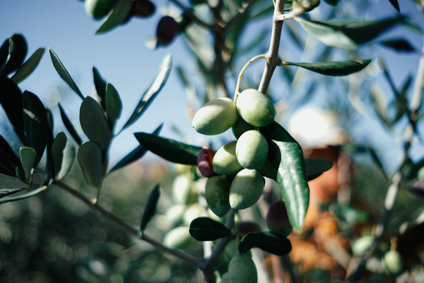 olive-picking-4.jpg