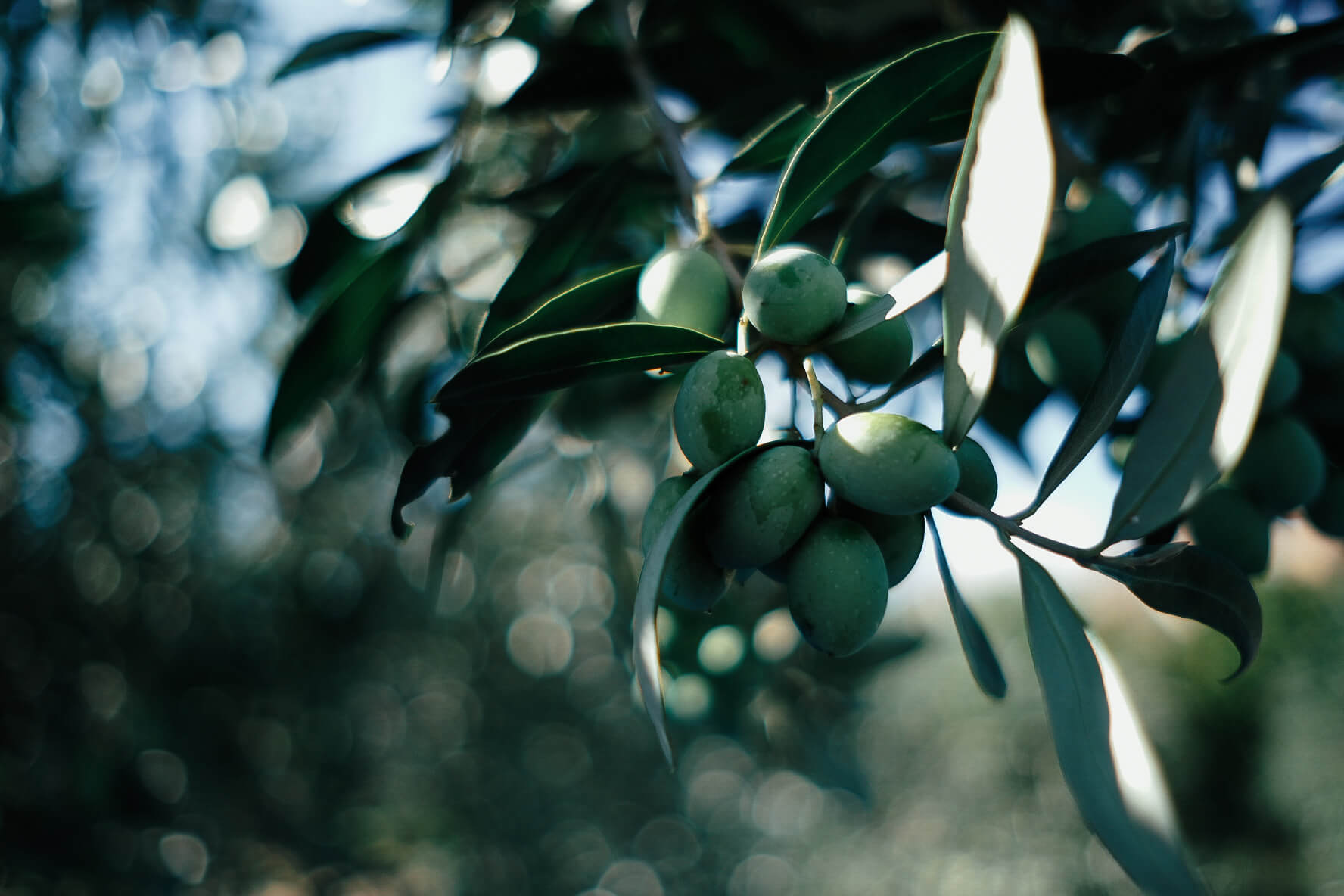 olive-picking-7.jpg